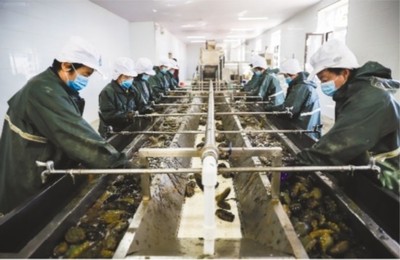 大連市 做強(qiáng)優(yōu)勢(shì)農(nóng)業(yè)產(chǎn)業(yè)，筑牢鄉(xiāng)村振興之基